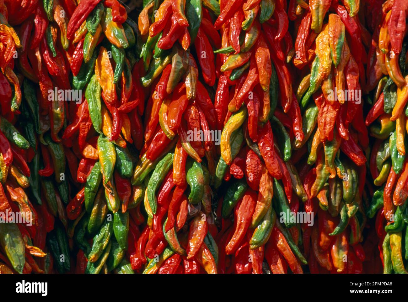 Reihen roter und grüner Chilischoten hängen in Trauben zusammen; Santa Fe, New Mexico, Vereinigte Staaten von Amerika Stockfoto