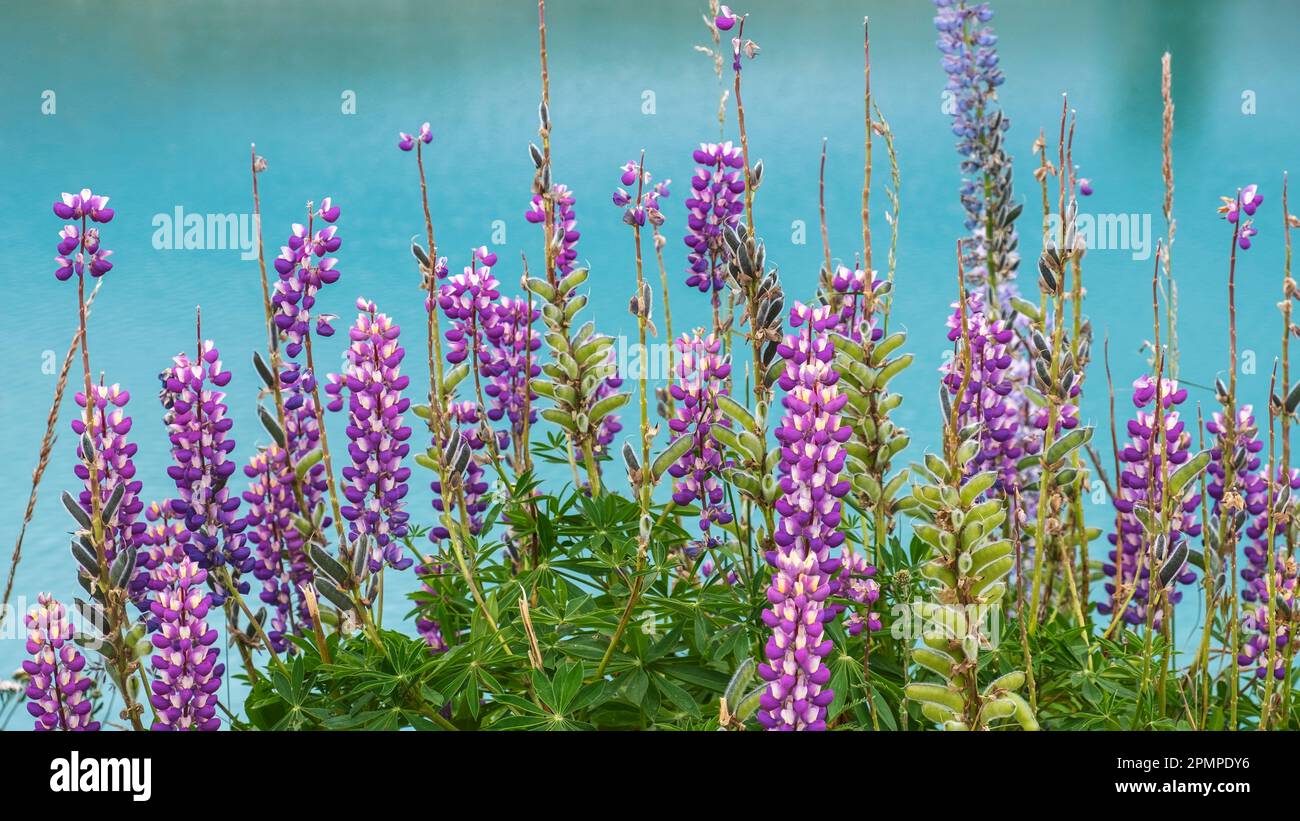 Lupinen in Lake Tekapo, Neuseeland Stockfoto