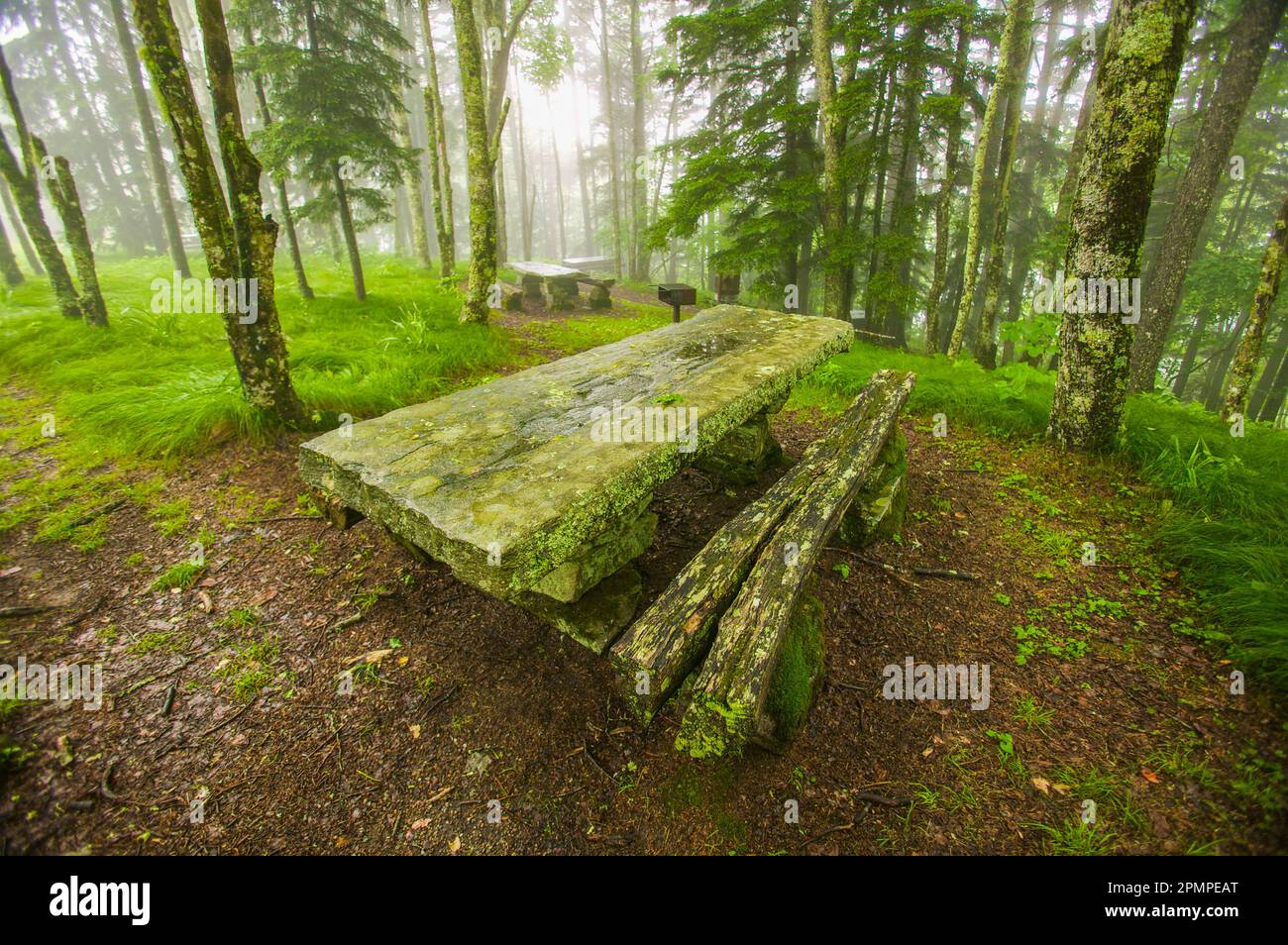 Moss baut Picknicktische im Balsam Mountain Picnic Area im Great Smoky Mountains National Park, Tennessee, USA; Tennessee, USA Stockfoto