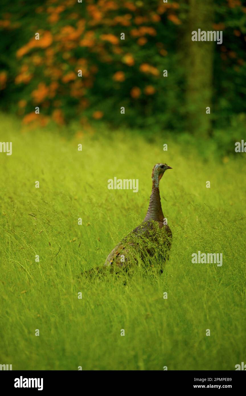 Wilde truthahn (Meleagris gallopavo) in einer Lichtung im Great Smoky Mountains National Park, Tennessee, USA; Tennessee, USA Stockfoto