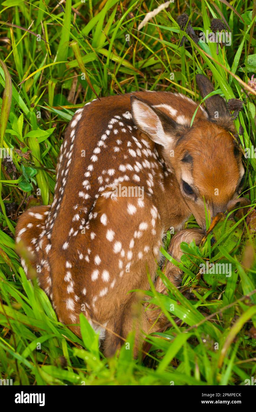 Junge Weißschwanzhirsche (Odocoileus virginianus) rollten sich im Gras im Great Smoky Mountains National Park, Tennessee, USA Stockfoto