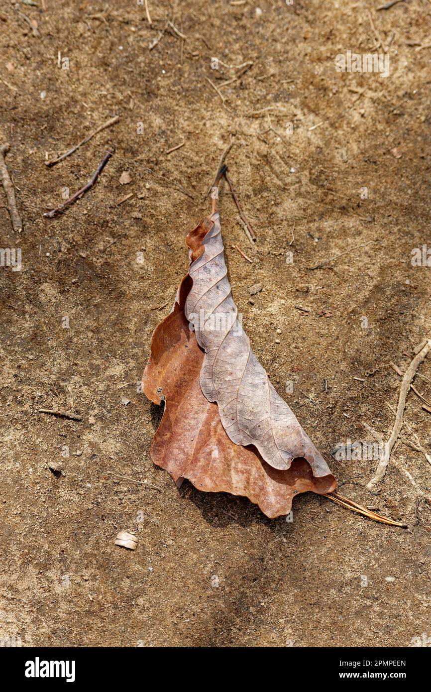 Ein einzelnes Eichenblatt fiel auf den Boden, halb aufgerollt, aber intakte Nahsicht an einem sonnigen Tag Stockfoto