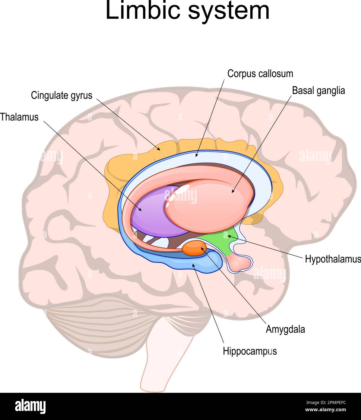 Limbisches System. Querschnitt des menschlichen Gehirns. Struktur und anatomische Komponenten des limbischen Systems: Hypothalamus, Corpus callosum, Gyrus cingularis, Stock Vektor