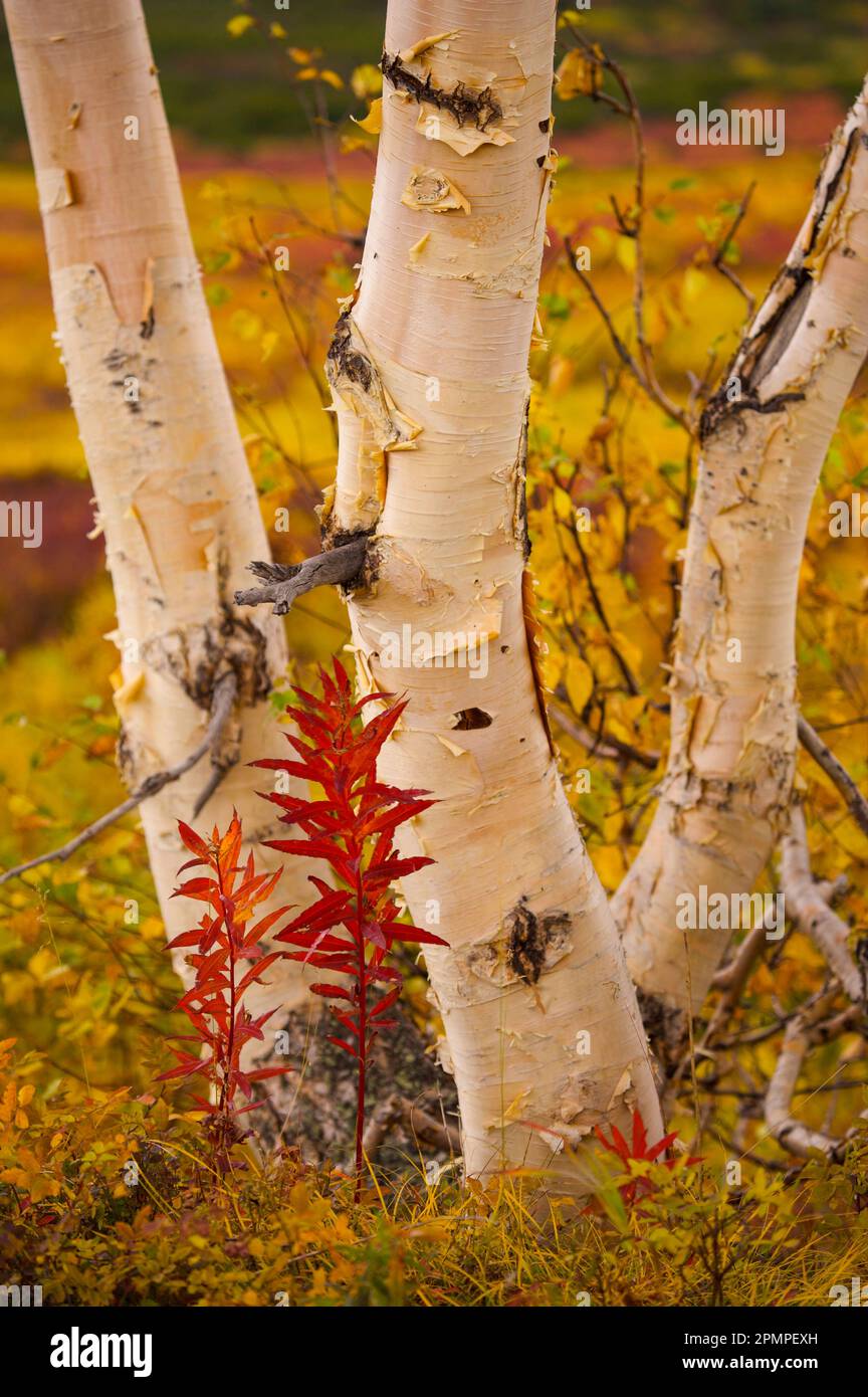 Birkenstämme aus Stein (Betula ermanii cham.) Mit herbstfarbenem Laub, Kronotski Zapovednik, Kamtschatka, Russland Stockfoto