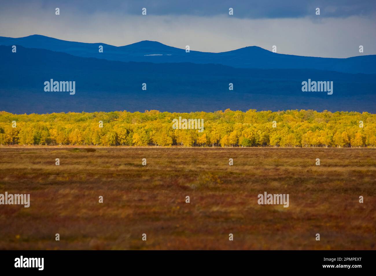 Tundra-Landschaft mit Steinbirken (Betula ermanii cham.) In Herbstfarben: Kronotsky Zapovednik, Kamtschatka, Russland Stockfoto