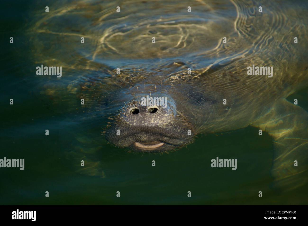 Teilweise untergetauchte Florida Seekühe (Trichechus manatus latirostris) im Biscayne National Park, Florida, USA; Florida, USA Stockfoto