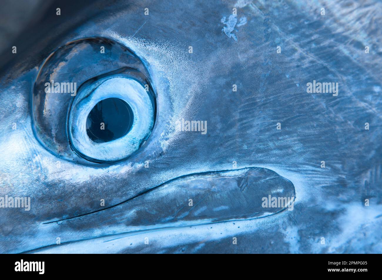 Nahaufnahme des Auges eines Marlin (Istiophoridae); Port Antonio, Jamaika Stockfoto