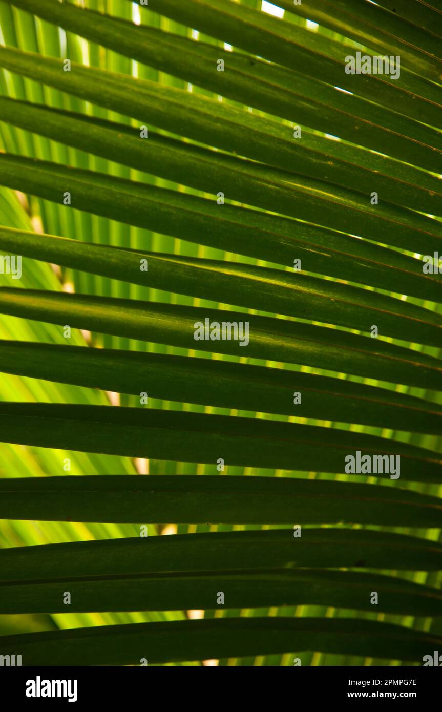 Aus nächster Nähe sehen Sie Palmen; Mockingbird Hill, Port Antonio, Jamaika Stockfoto