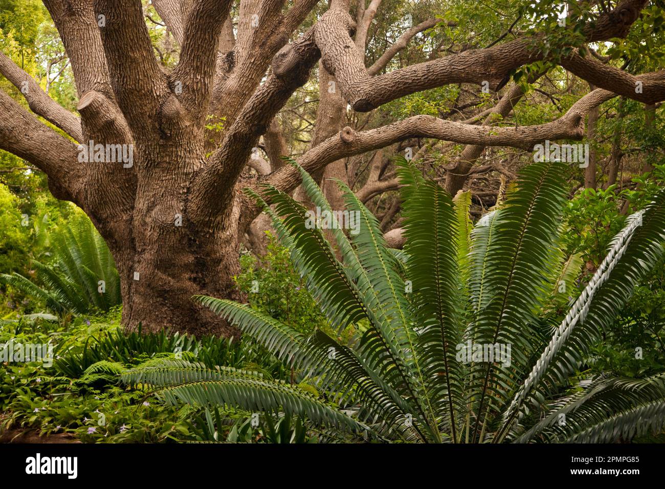 Große Bäume und üppiges Laub in einem botanischen Garten in Kapstadt; Kapstadt, Südafrika Stockfoto