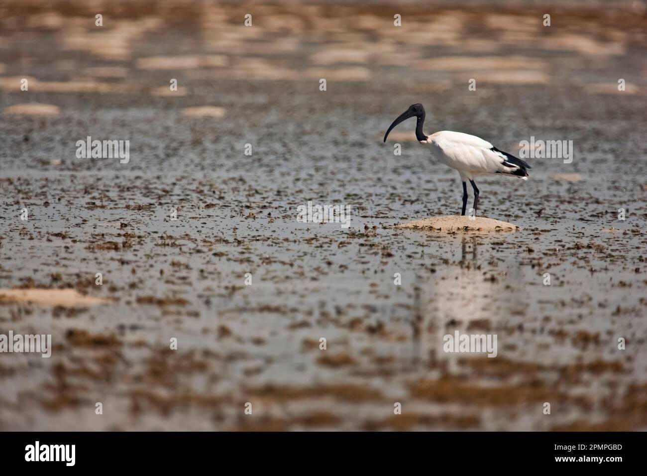 Angelvogeljagd im Sumpfwasser; Ibo Island, Quirimbas Archipel, Mosambik Stockfoto