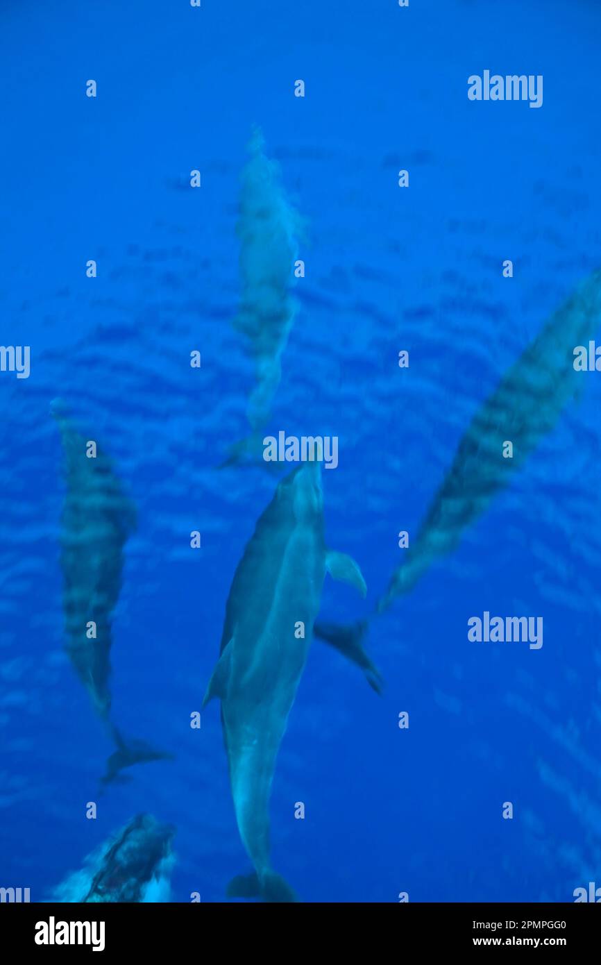 Gruppe von Spinnerdelfinen (Stenella longirostris) Schwimmen; Mayotte, M'Bouzi Island, Frankreich Stockfoto
