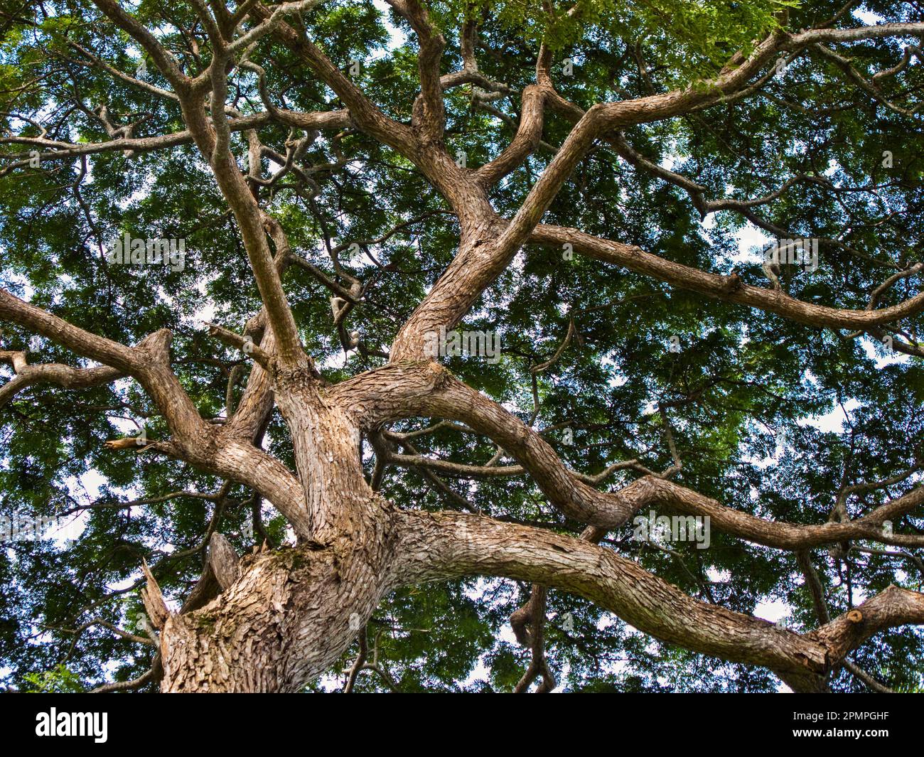 Blick auf einen großen Baum; Vereinigung der Komoren Stockfoto