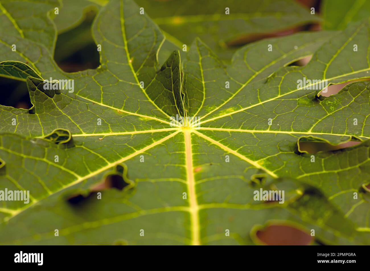 Blätter grüner Papayas (Carica Papaya) für natürlichen Hintergrund und Tapeten Stockfoto