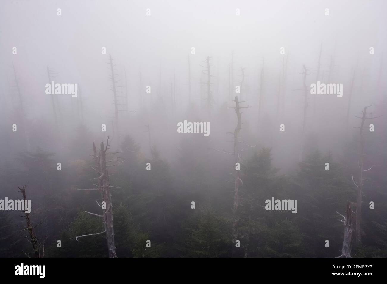 Tote Bäume im Nebel am Clingmans Dome im Great Smoky Mountains National Park, USA; Tennessee, USA Stockfoto