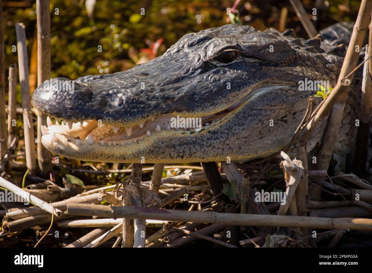 Nahaufnahme eines amerikanischen Alligatorkopfes (Alligator mississippiensis) im Everglades-Nationalpark, Florida, USA; Florida, USA Stockfoto