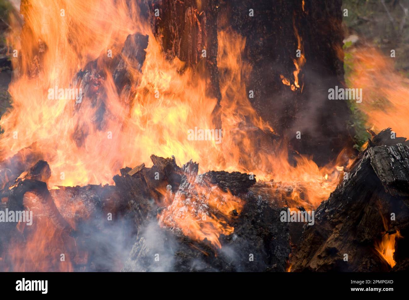 Vorgeschriebenes Feuer in den Nationalparks Sequoia und Kings Canyon, Kalifornien, USA; Kalifornien, USA Stockfoto