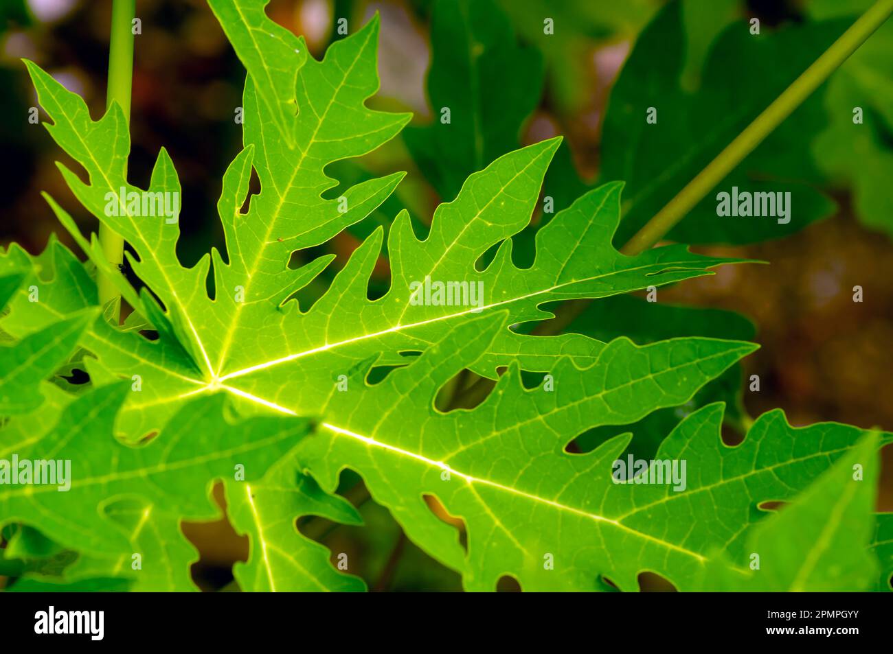 Blätter grüner Papayas (Carica Papaya) für natürlichen Hintergrund und Tapeten Stockfoto