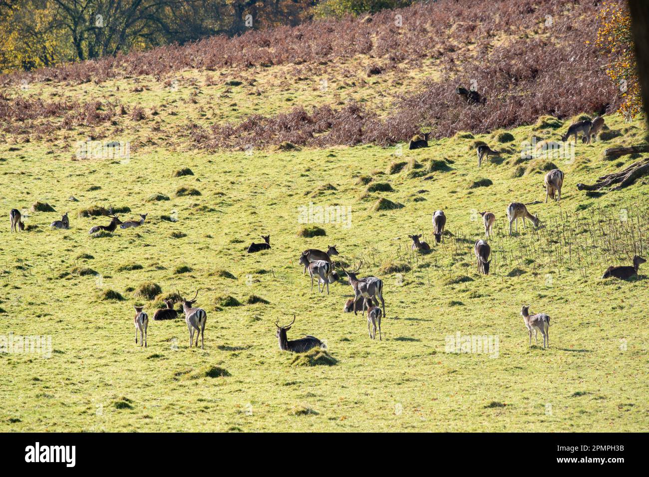 Europäischer Damhirsch (Dama dama) im Hirschpark im Herbst, Wales, Großbritannien Stockfoto