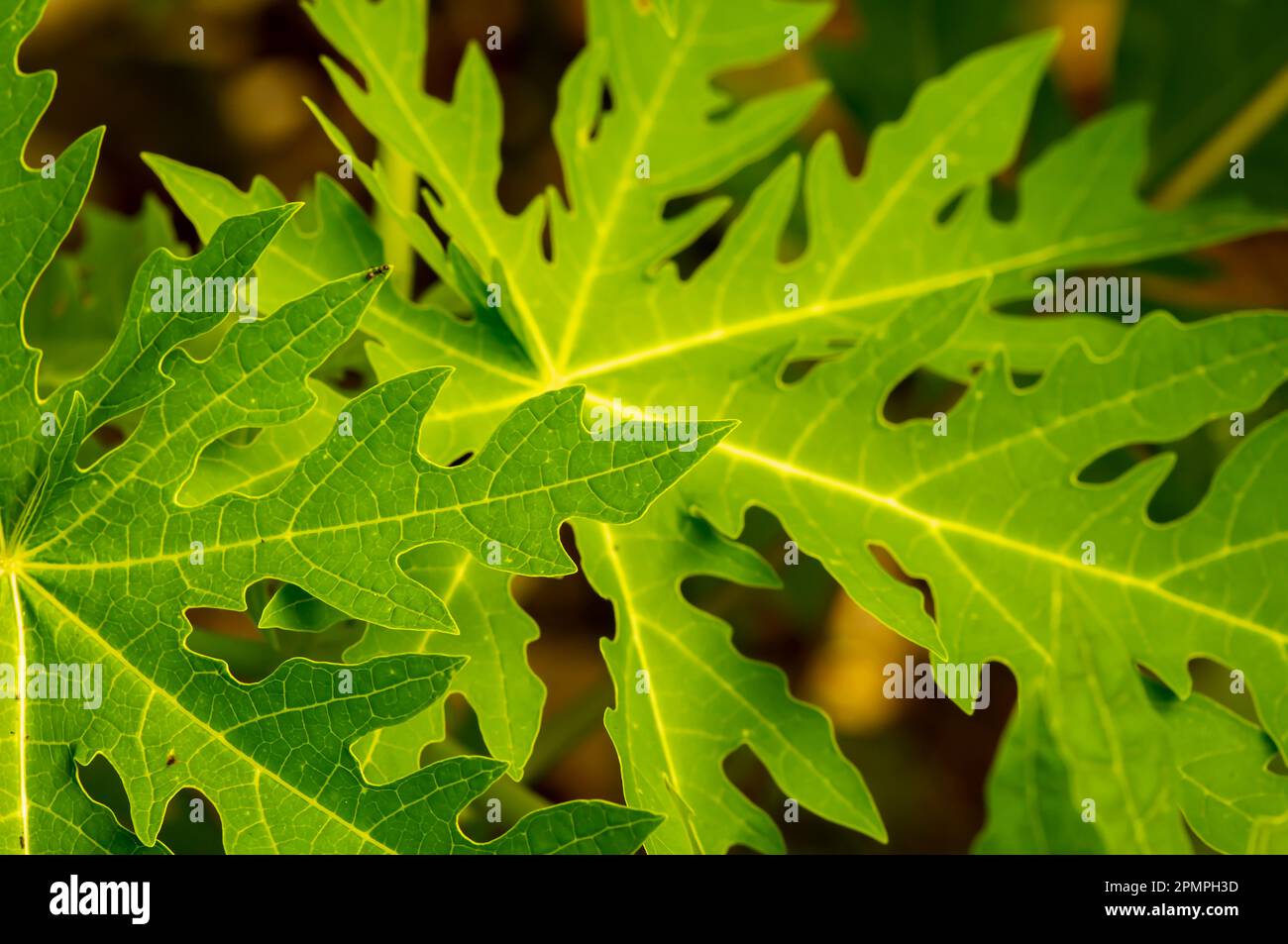 Blätter grüner Papayas (Carica Papaya) für natürlichen Hintergrund und Tapeten Stockfoto