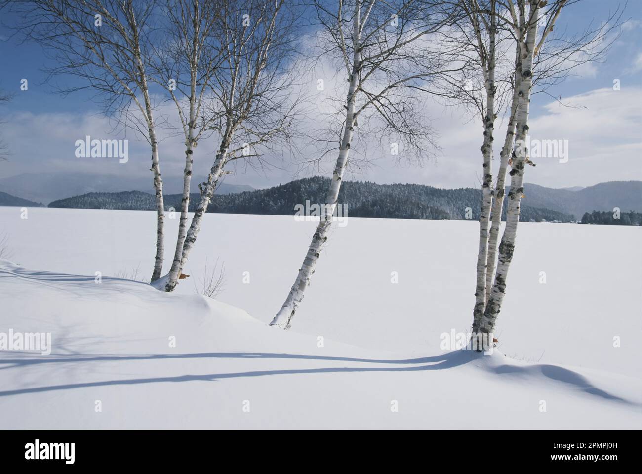 Weiße Birken am Rand des schneebedeckten Lake Placid, New York, USA; New York, USA Stockfoto