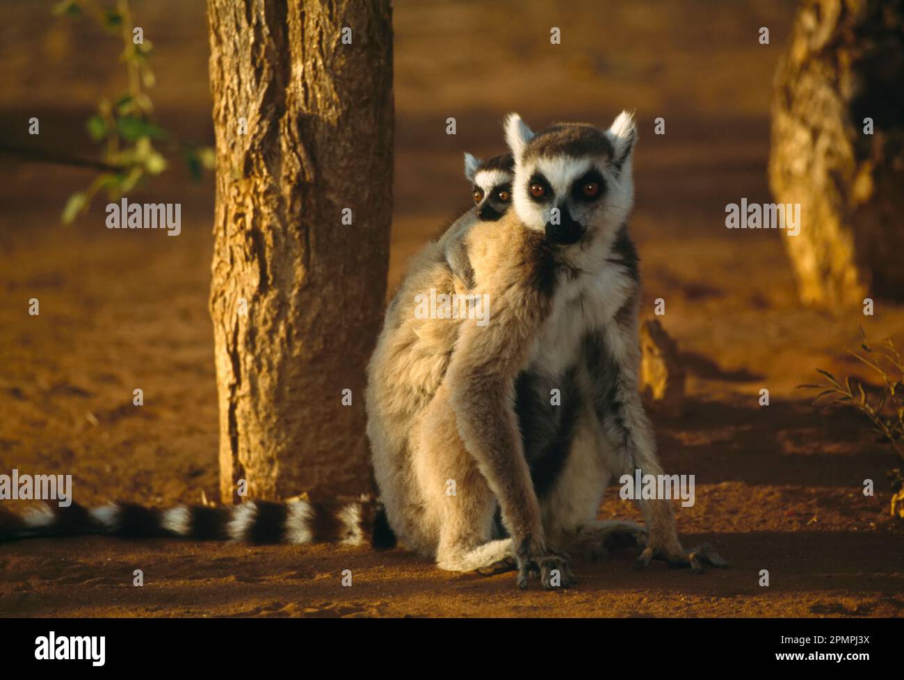 Aus nächster Nähe einen Lemur (Lemur catta) mit seinem Baby auf dem Rücken; Madagaskar Republik Stockfoto