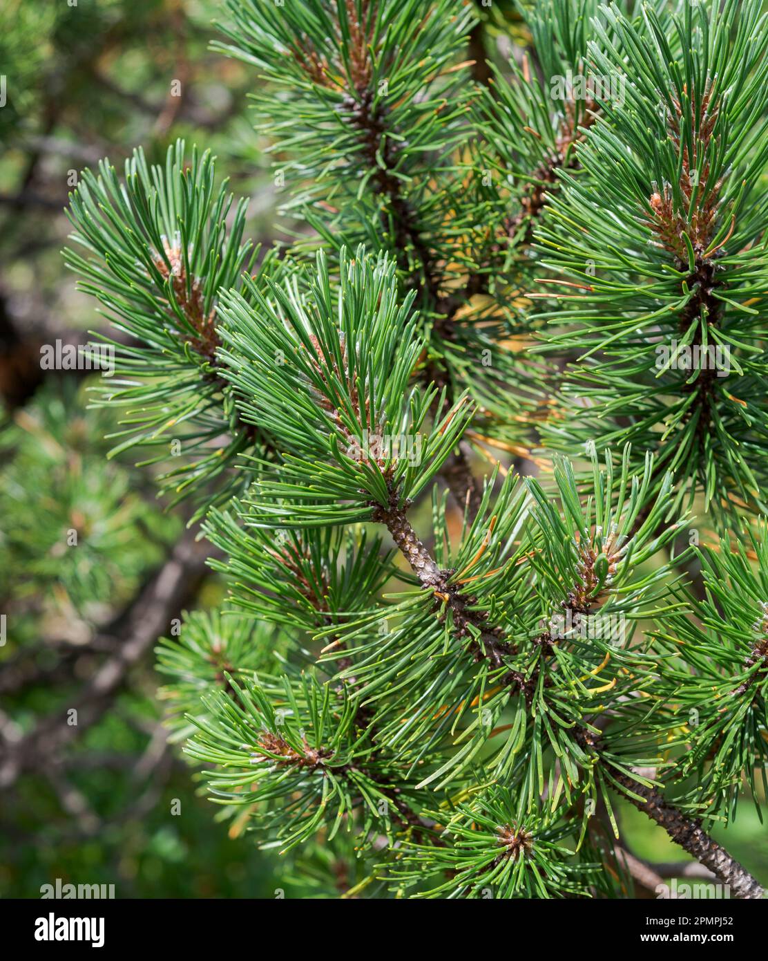 Detail der Blätter und Zweige von Zwarf Mountain Kiefer, Pinus mugo. Foto im Mieming Range, Bundesstaat Tirol, Österreich. Stockfoto