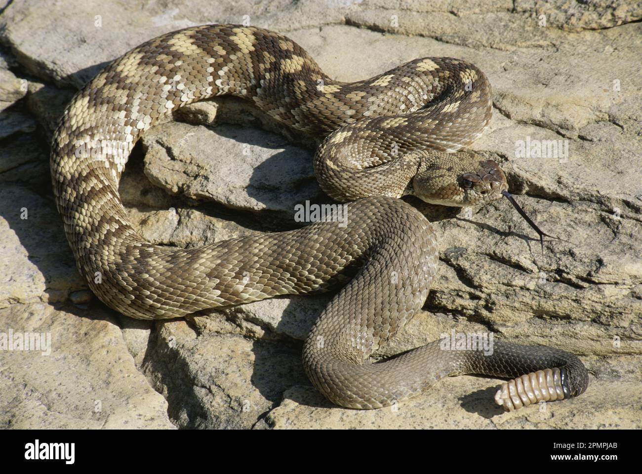 Nördliche Schwarzschwanzklapperschlange (Crotalus molossus molossus) in der Chihuahuan-Wüste im Guadalupe Mountains-Nationalpark Stockfoto