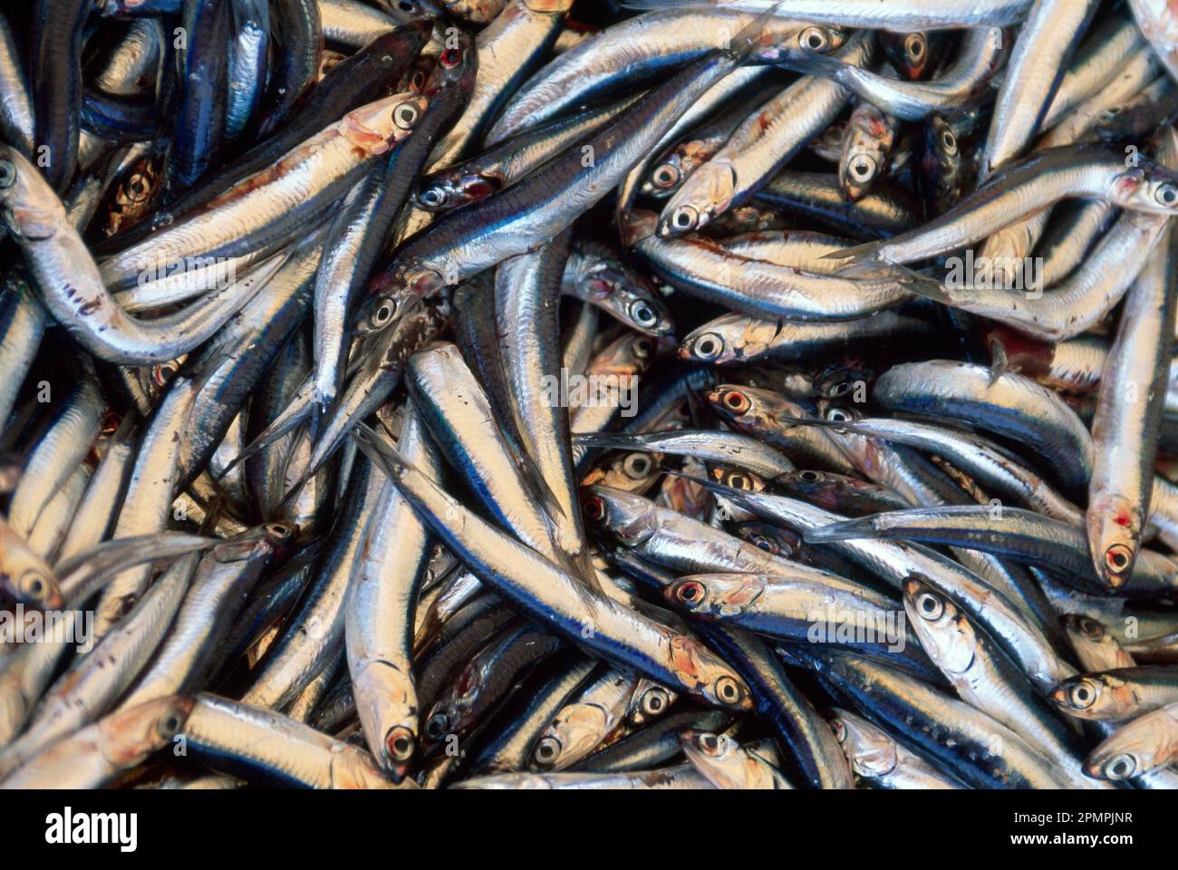 Fisch, der von lokalen türkischen Fischern gefangen wird; Bodrum, Türkei Stockfoto