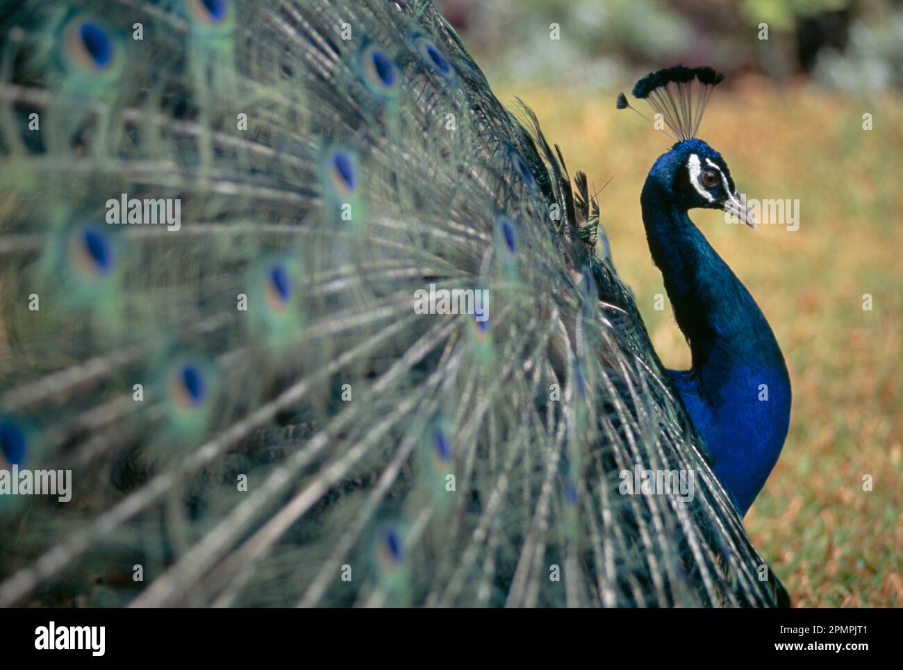 Peacock verbreitet seine Feder in der Hoffnung auf einen Gefährten; Commonwealth of Dominica Stockfoto