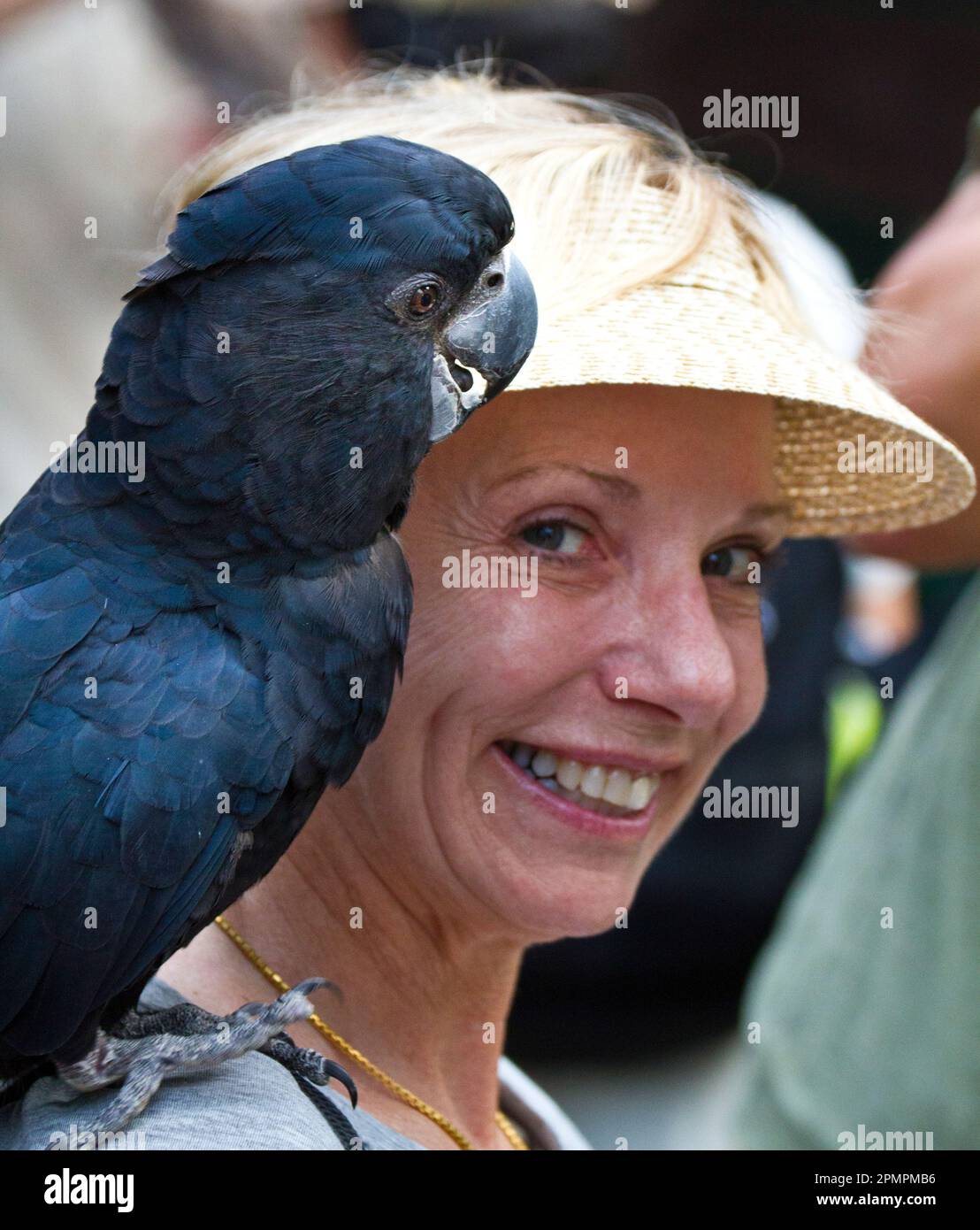Porträt eines schwarzen Rotschwanzkakadu (Calyptorhynchus banksii) auf der Schulter einer Frau; Australien Stockfoto
