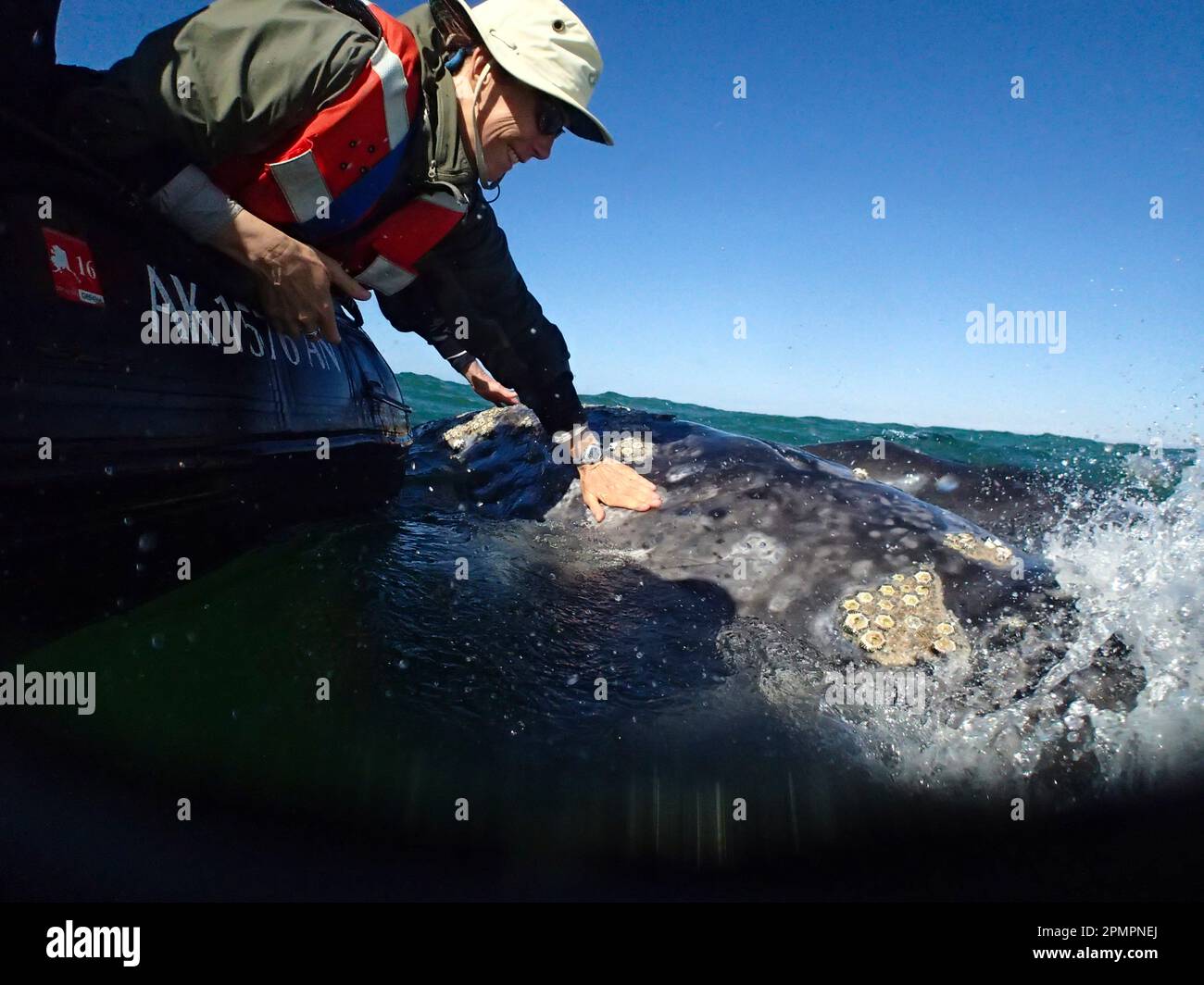 Der Mensch greift über den Rand eines aufblasbaren Floßes, um einen Grauwal (Eschrichtius robustus) zu streicheln; Baja California, Mexiko Stockfoto