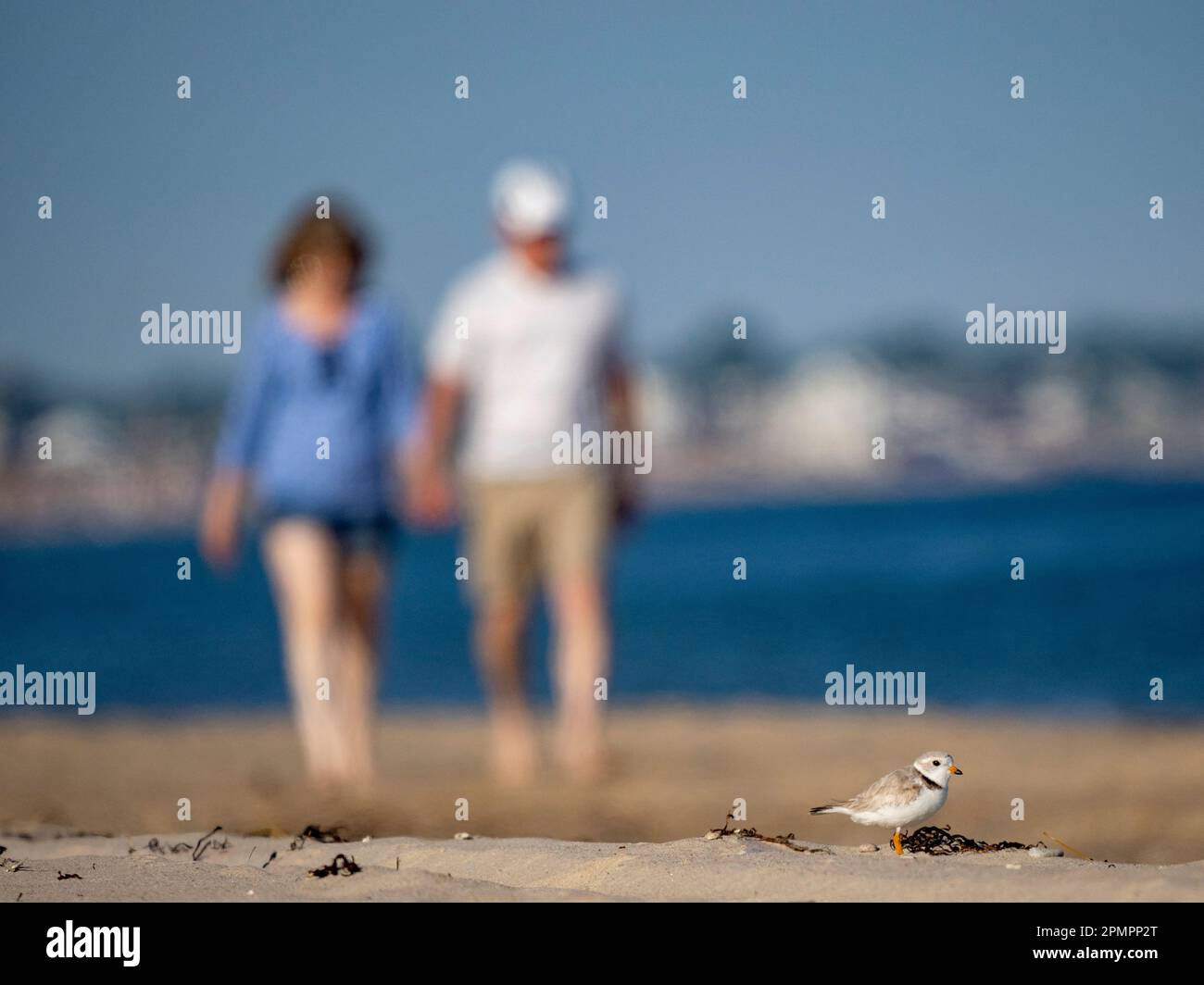 Rohrpfeifer (Charadrius melodus) nistet am Strand mit Menschen bedrohenden Lebensräumen Stockfoto