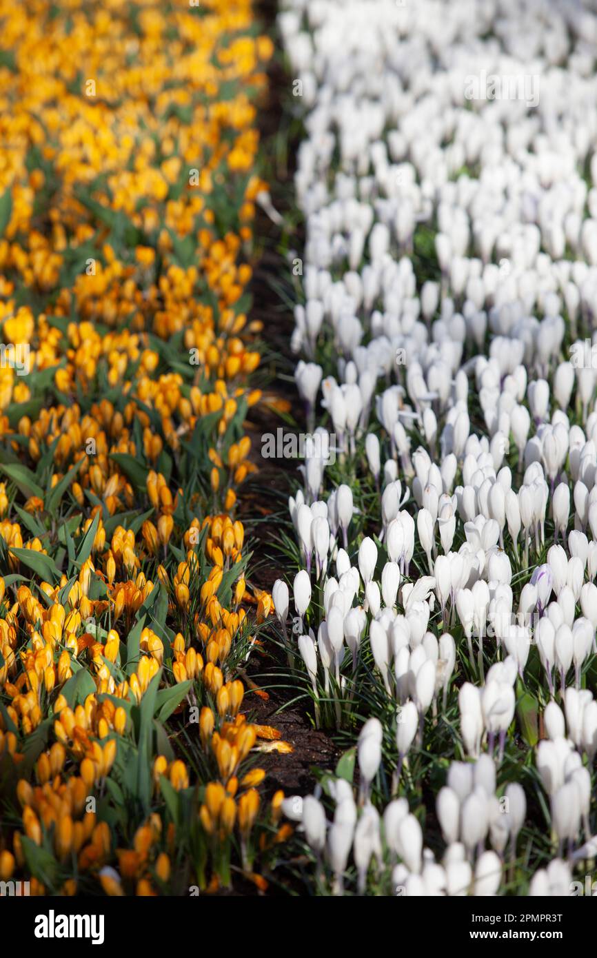 Amsterdam, Niederlande, 23. März 2023: Die jährliche Eröffnung des Keukenhof-Gartens hat begonnen, mit Frühjahrsglühlampen einschließlich dieser gelben und w Stockfoto