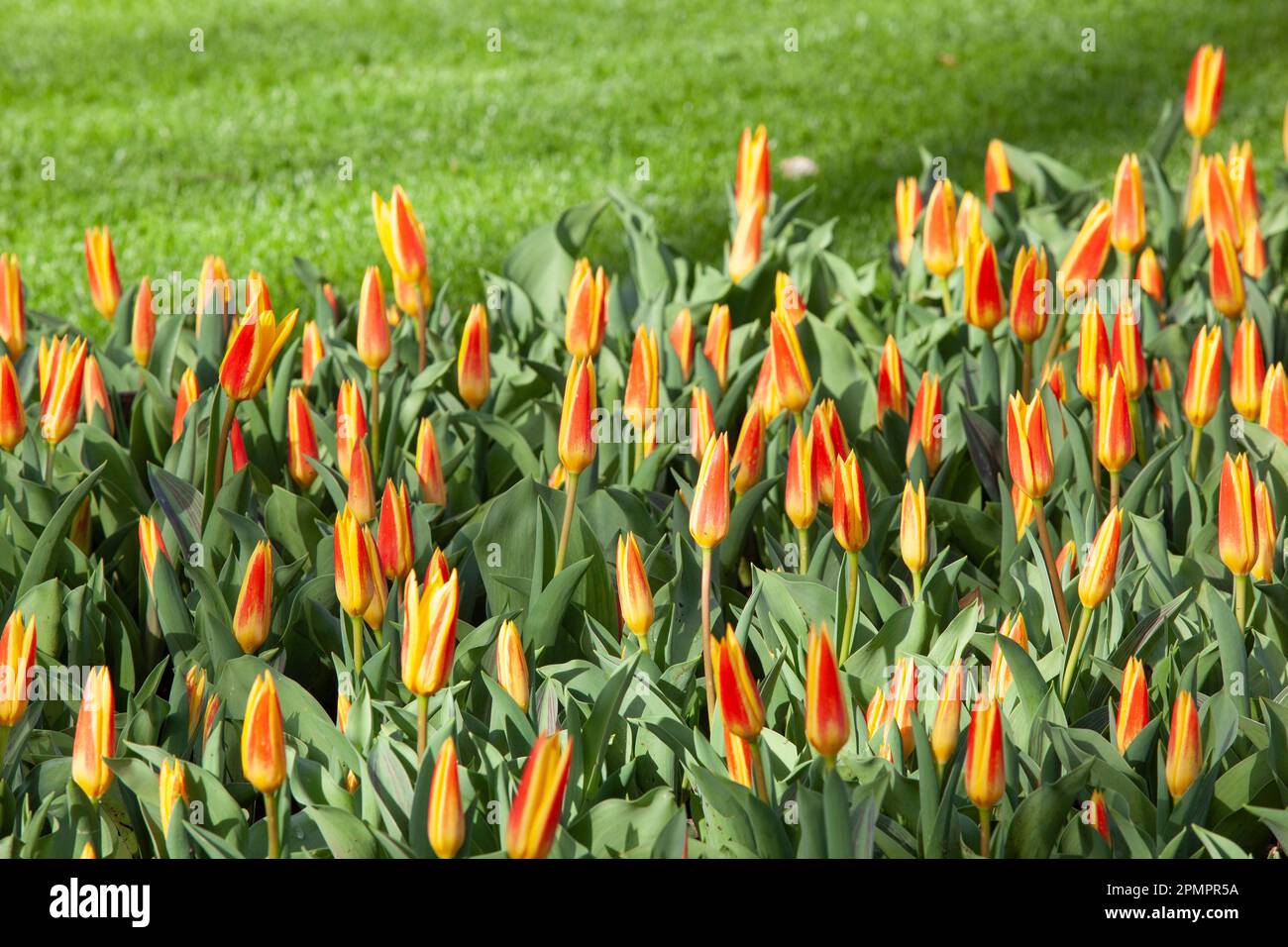 Amsterdam, Niederlande, 23. März 2023: Die jährliche Eröffnung des Keukenhof-Gartens hat begonnen, mit Frühfederknollen einschließlich dieser frühen Tulpen Stockfoto