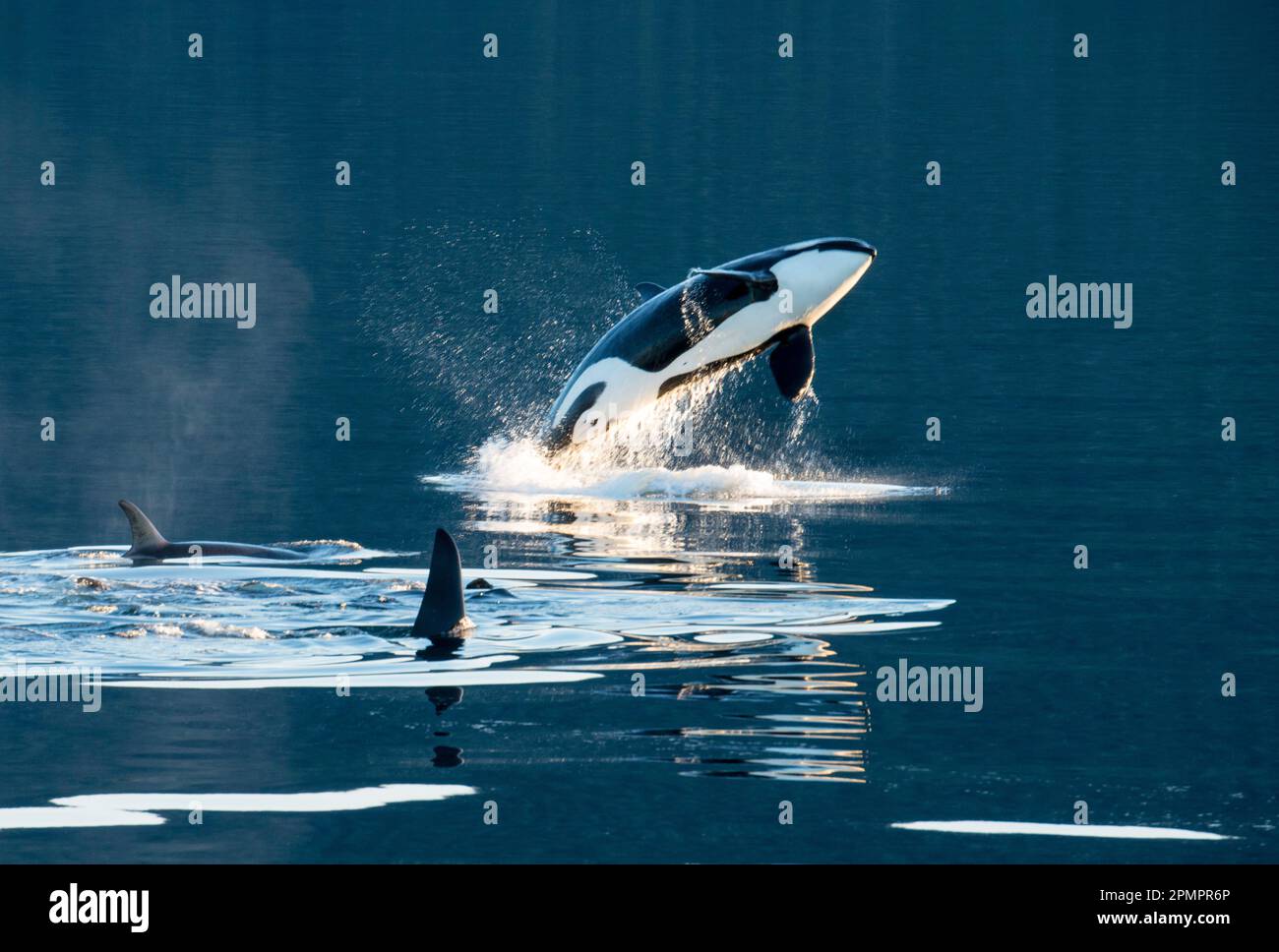 Killerwale oder Orcas, die springen und schwimmen im Frederick Sound in Passage, Alaska. Stockfoto