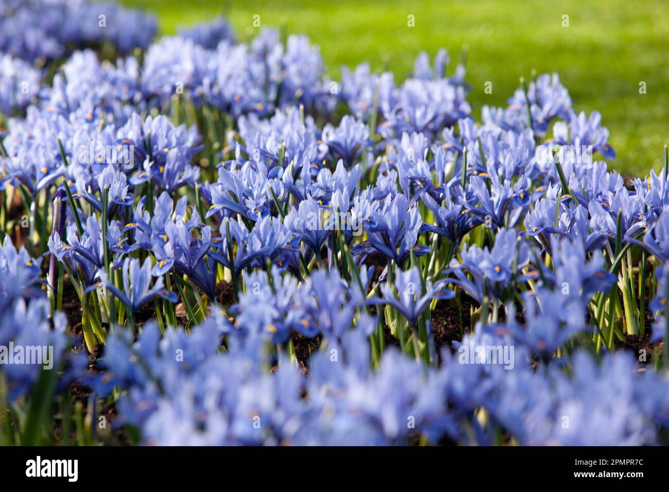 Amsterdam, Niederlande, 23. März 2023: Die jährliche Eröffnung des Keukenhof-Gartens hat begonnen, mit Frühlingszwiebeln einschließlich dieser Zwergiris Stockfoto