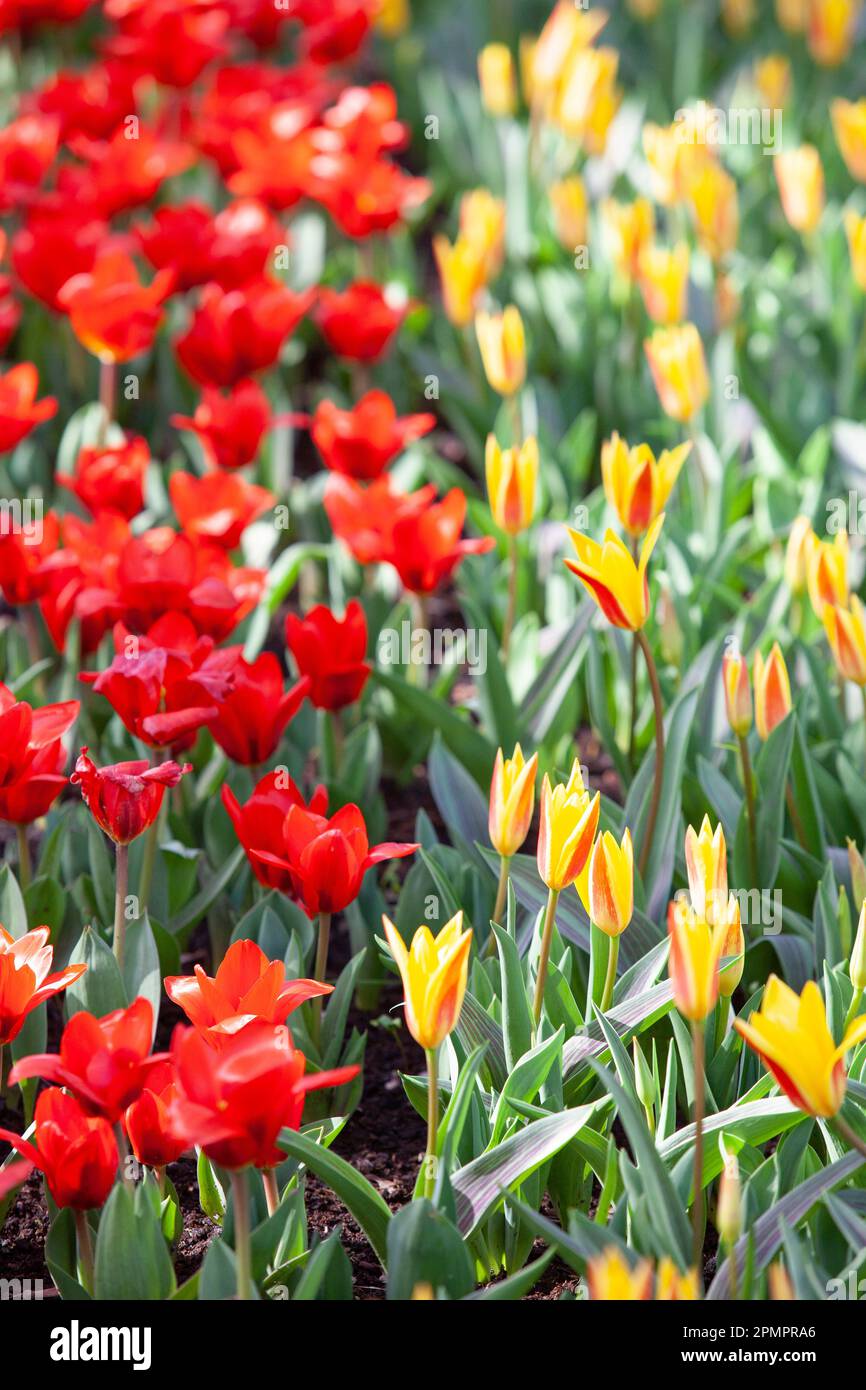 Amsterdam, Niederlande, 23. März 2023: Die jährliche Eröffnung des Keukenhof-Gartens hat begonnen, mit Frühlingszwiebeln einschließlich dieser gelben und roten Tul Stockfoto