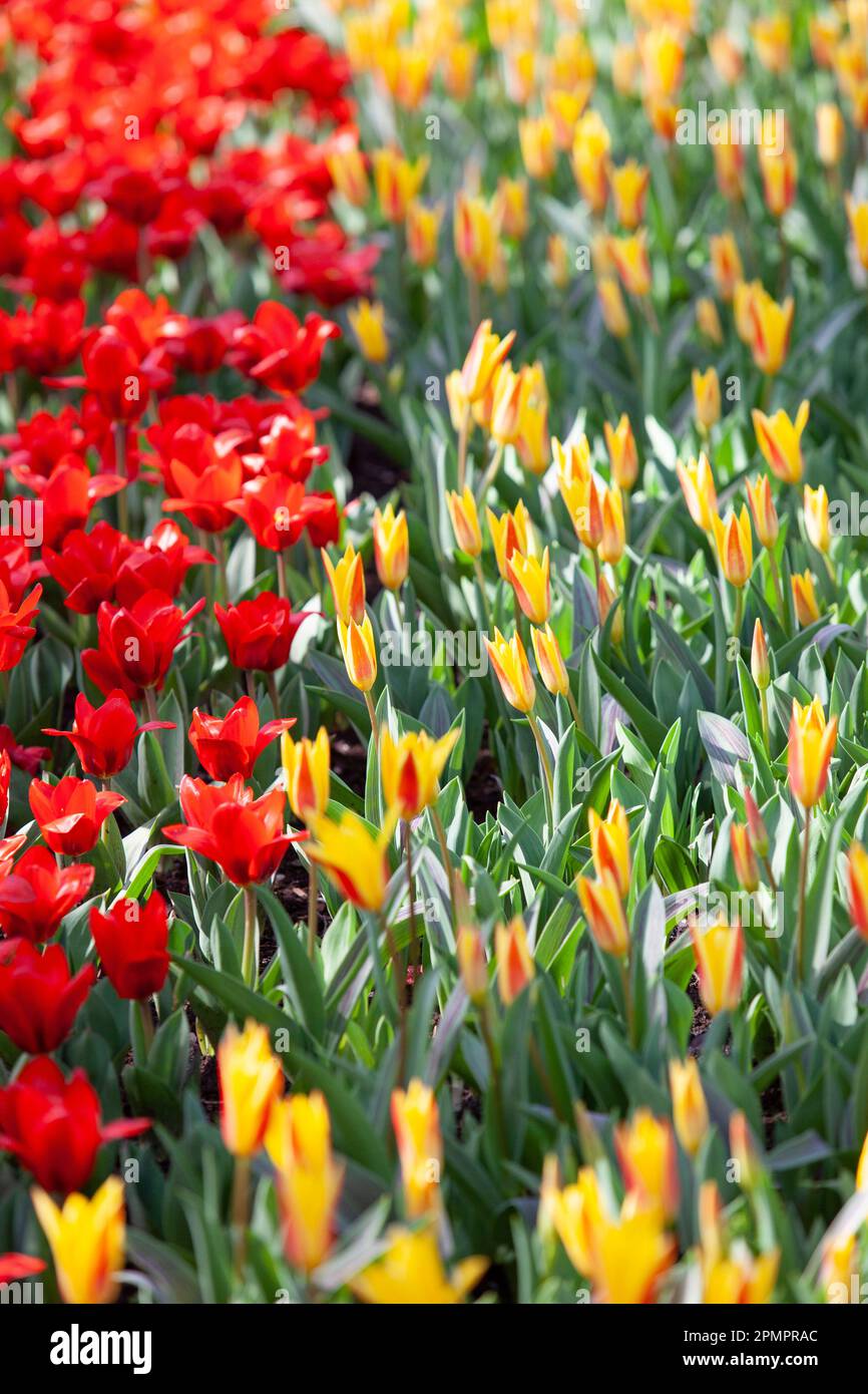 Amsterdam, Niederlande, 23. März 2023: Die jährliche Eröffnung des Keukenhof-Gartens hat begonnen, mit Frühlingszwiebeln einschließlich dieser gelben und roten Tul Stockfoto