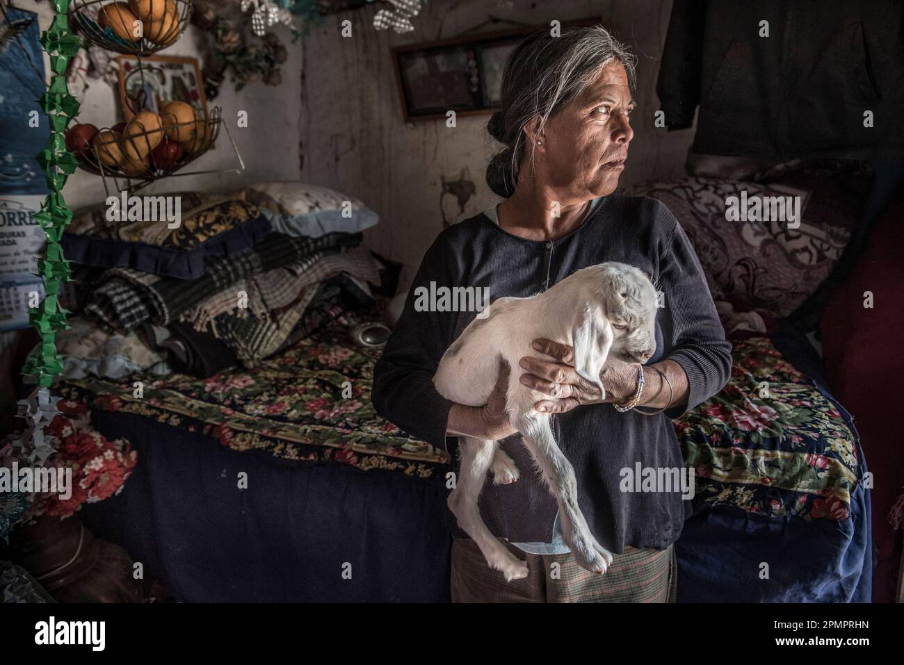 Mexikanische Frau, die eine junge Ziege in ihrem Haus hält; Ejido Hidalgo, San Luis, Mexiko Stockfoto