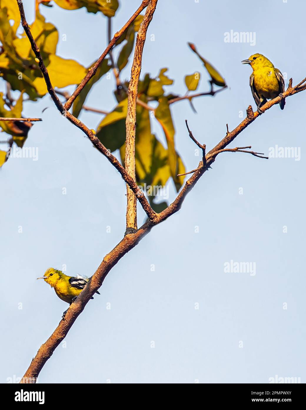 Ein Paar Common Lora, das auf einem Baum sitzt Stockfoto