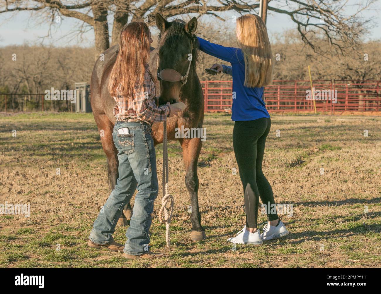 Eine Dame hält ein Pferd, während eine andere Dame sein Haar pflegt. Stockfoto