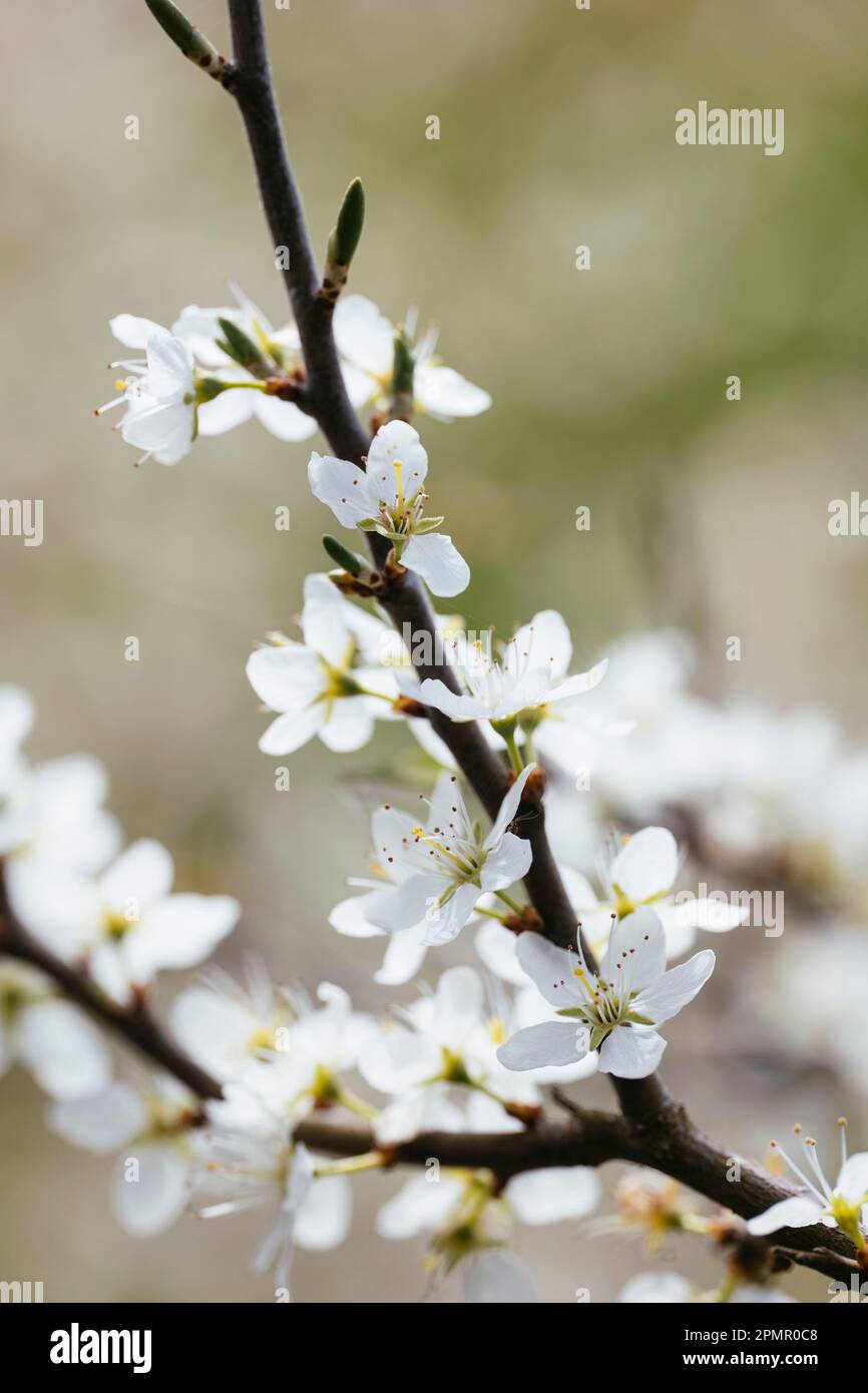 Schwarzdorn (prunus spinosa) in Blüten im Frühjahr Stockfoto