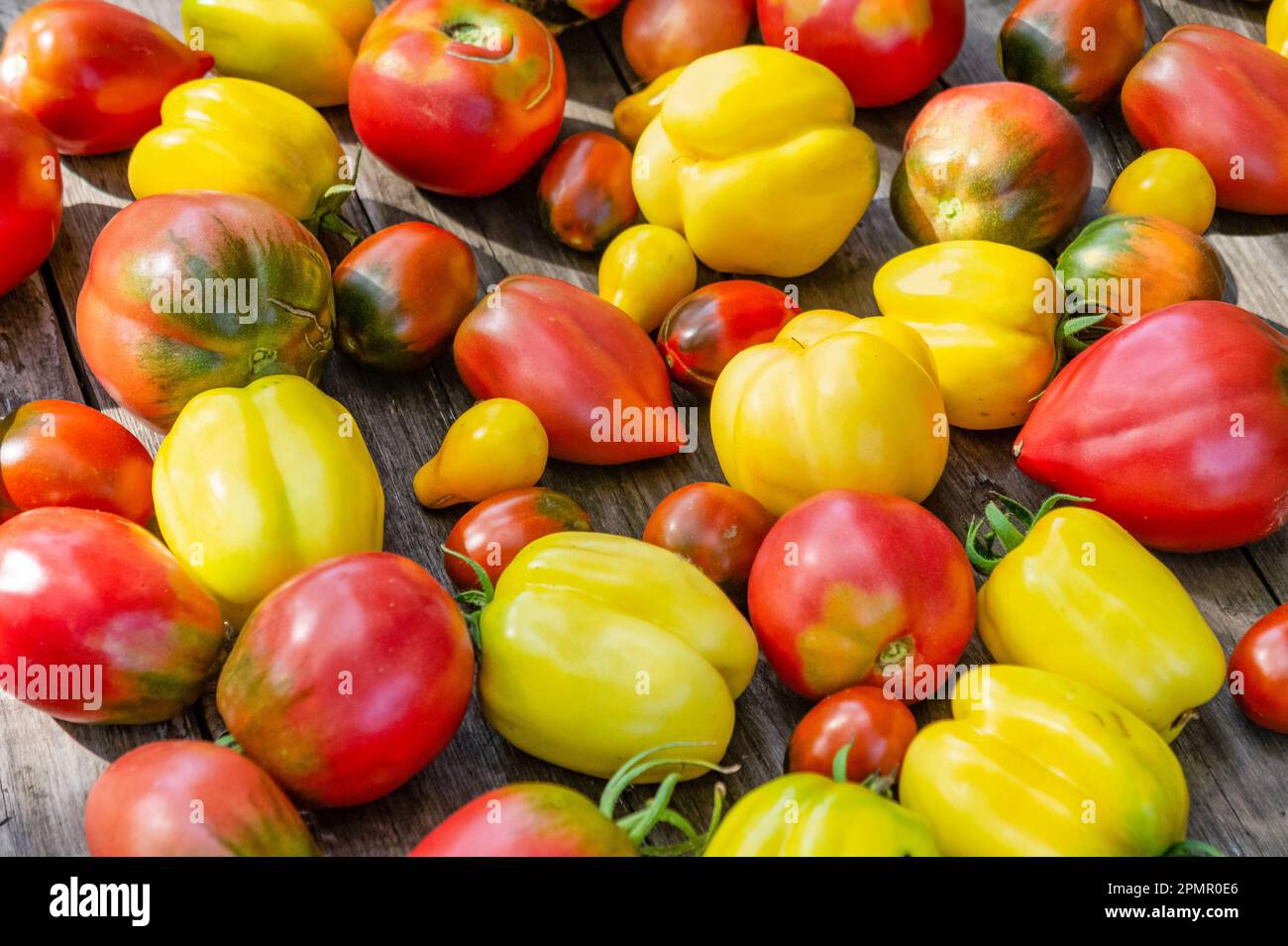Ein Set aus verschiedenen Tomatensorten auf einem Holztisch. Stockfoto