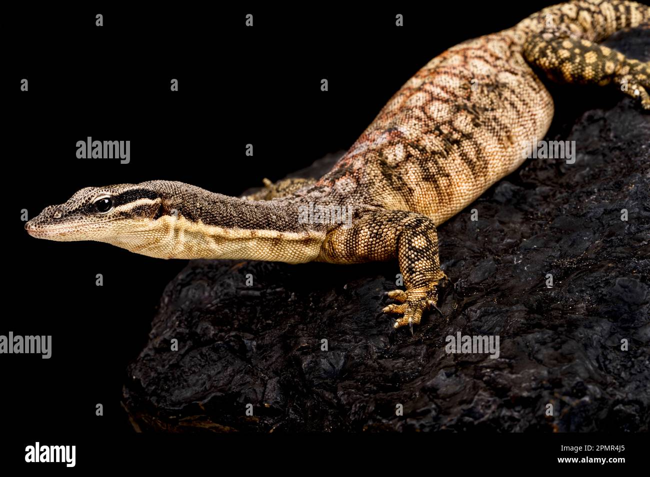 Kimberley Rock Monitor (Varanus glauerti) Stockfoto