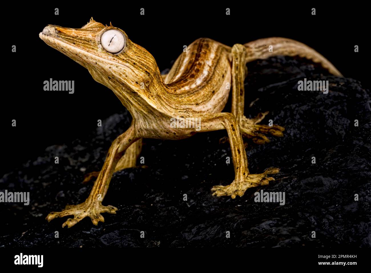 Blattschwanzgecko (Uroplatus lineatus) Stockfoto