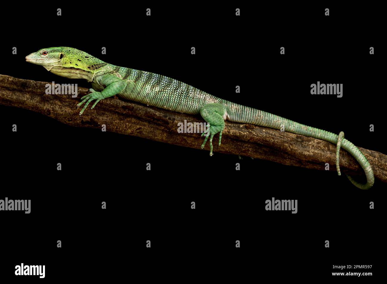 Smaragd-Baummonitor (Varanus prasinus) Stockfoto
