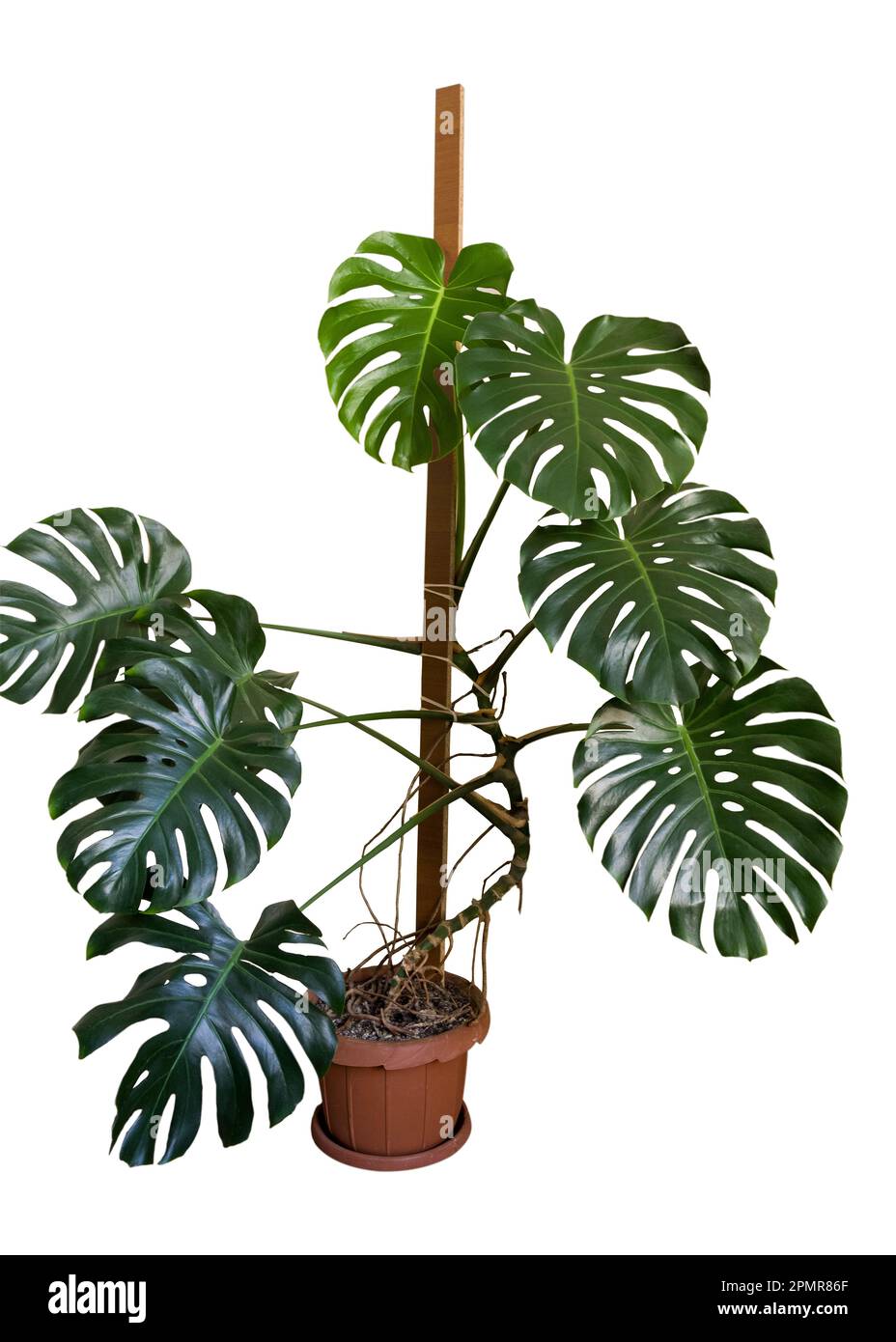 Ein groes Pot-Monstera. Monstera-Palme auf weiem Hintergrund. Eine  Pflanze mit groen Blttern. Isoliert. Vorderansicht Stockfotografie - Alamy