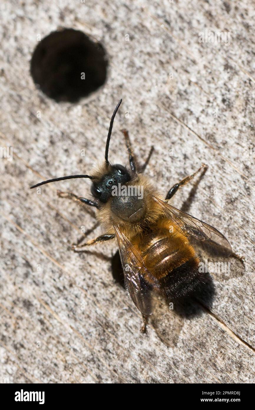 Rostige Maurerbiene (Osmia bicornis), Emsland, Niedersachsen, Deutschland Stockfoto