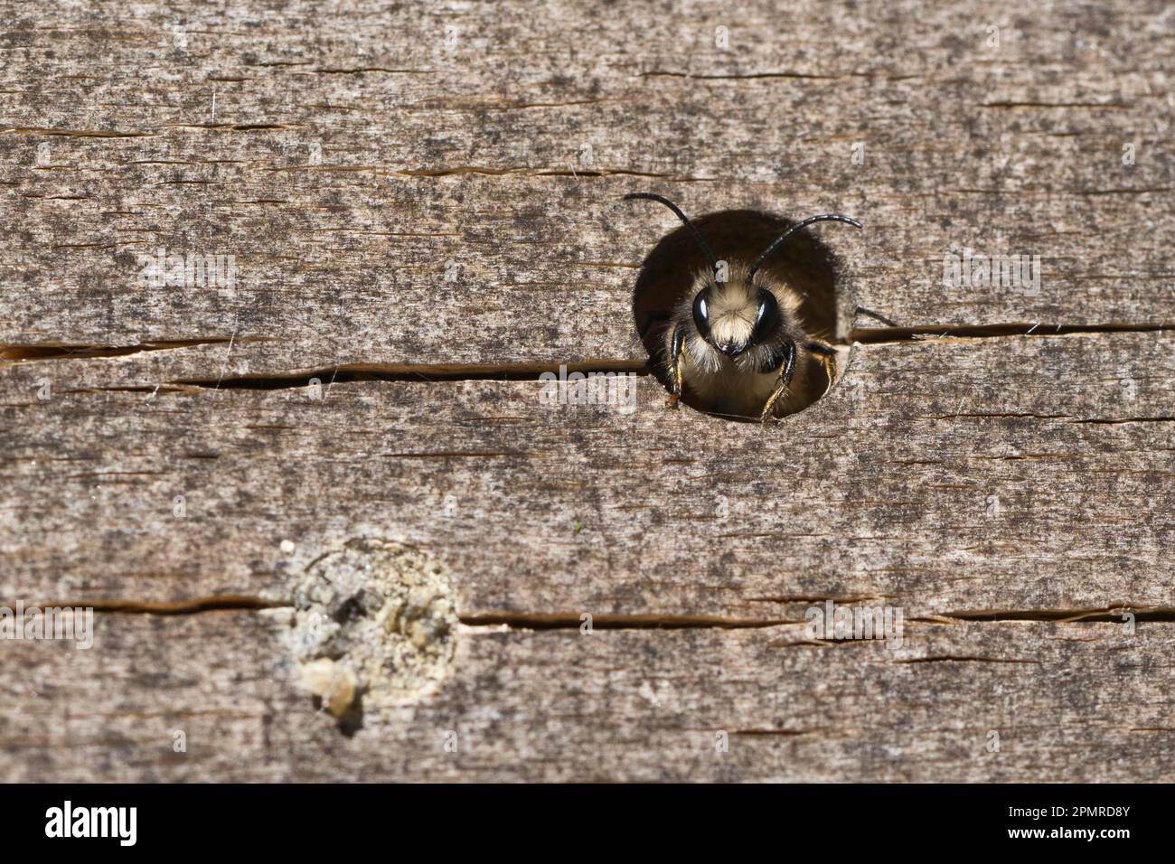 Rostige Maurerbiene (Osmia bicornis), Emsland, Niedersachsen, Deutschland Stockfoto