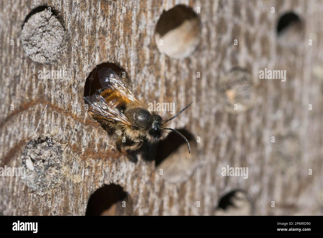 Rostige Maurerbiene (Osmia bicornis), Emsland, Niedersachsen, Deutschland Stockfoto